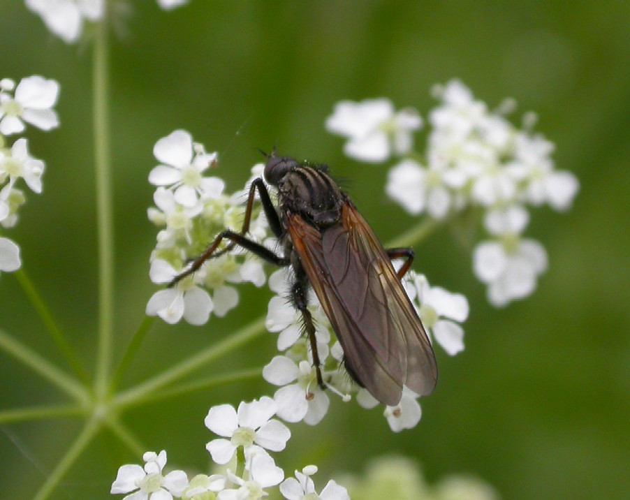 A dance fly - Empis tesselata Copyright: Malcolm Riddler