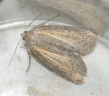 Silky Wainscot 1 Copyright: Robert Smith