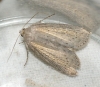 Silky Wainscot 1 Copyright: Robert Smith