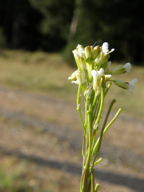 Arabis glabra Copyright: Sue Grayston