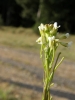 Arabis glabra Copyright: Sue Grayston