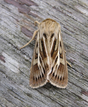 Antler Moth 2 Copyright: Stephen Rolls