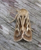 Antler Moth 2