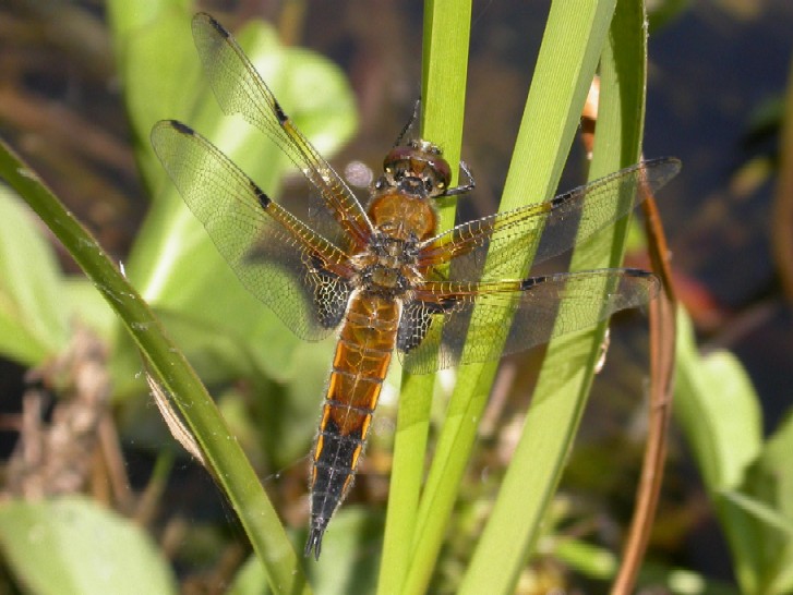 Four Spotted Chaser Copyright: Malcolm Riddler