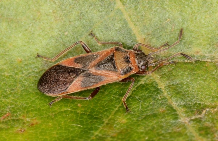 Arocatus longiceps Copyright: P.R. Harvey