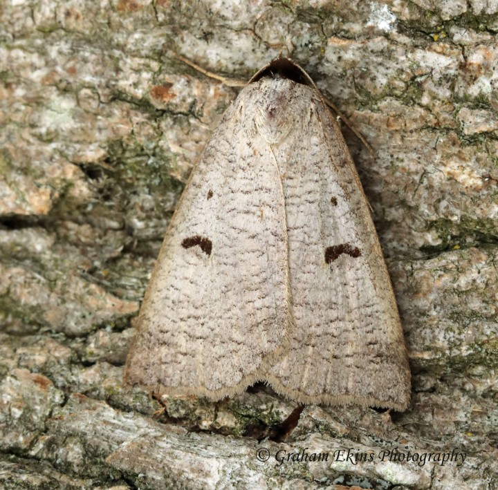 Blackneck  Lygephilum pastinum Copyright: Graham Ekins