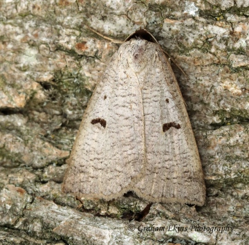 Blackneck  Lygephilum pastinum Copyright: Graham Ekins