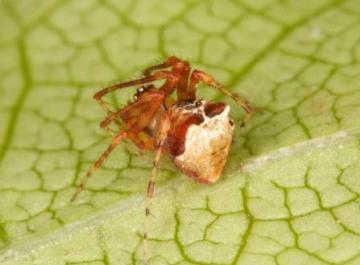 Ero tuberculata Copyright: Peter Harvey