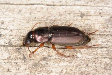 Harpalus affinis Copyright: Peter Harvey