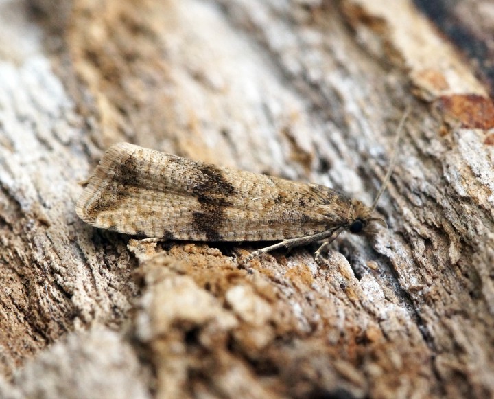 Celypha striana 3 Copyright: Ben Sale