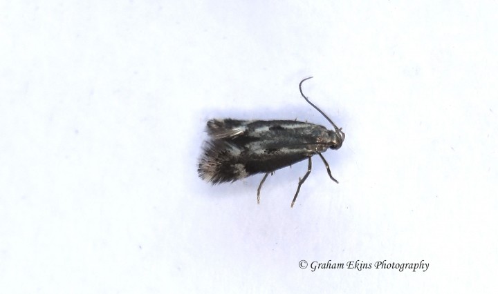 Elachista utonella GD Copyright: Graham Ekins