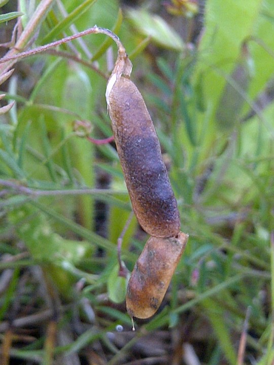 Larva in joined Vicia tetrasperma pods Copyright: Neil Harvey