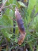 Larva in joined Vicia tetrasperma pods 