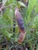 Larva in joined Vicia tetrasperma pods