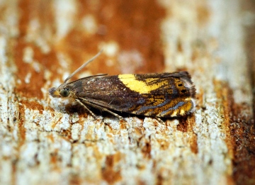 Dichrorampha petiverella Copyright: Ben Sale