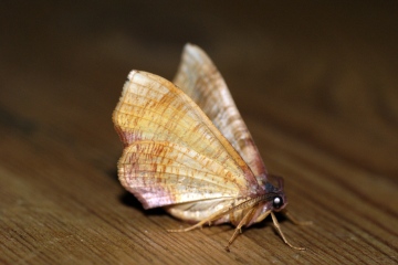 Scorched Wing 2 Copyright: Ben Sale