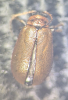 Lochmaea suturalis top Copyright: Robert Smith