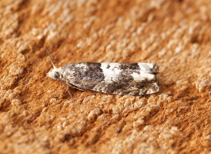 Epinotia demarniana 1 Copyright: Ben Sale