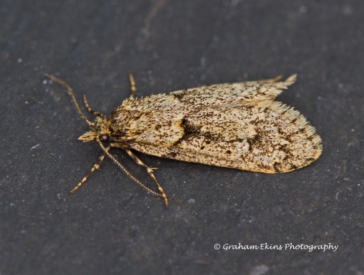 Diurnea fagella  11 Copyright: Graham Ekins