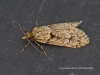 Diurnea fagella  11 Copyright: Graham Ekins