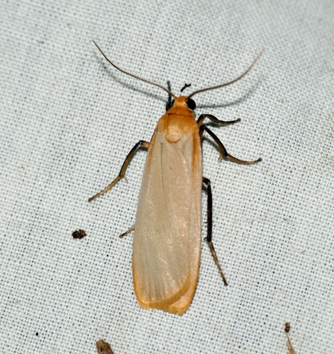 Buff Footman 3 Copyright: Ben Sale