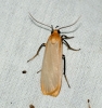 Buff Footman 3