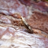 Argyresthia glaucinella 1 Copyright: Ben Sale