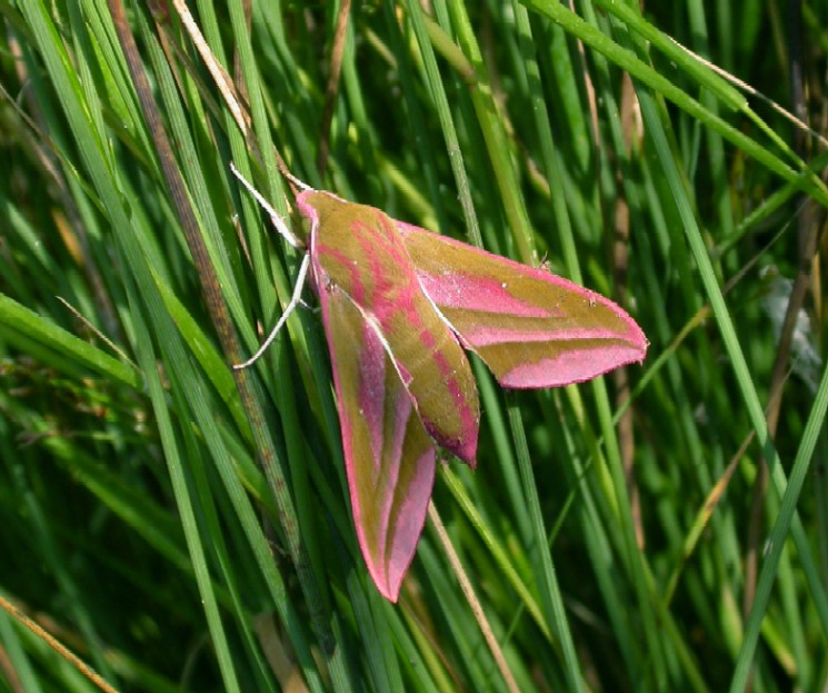 Large Elephant Hawkmoth Copyright: Malcolm Riddler