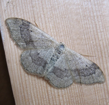 Riband Wave. Copyright: Stephen Rolls