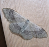 Riband Wave. Copyright: Stephen Rolls