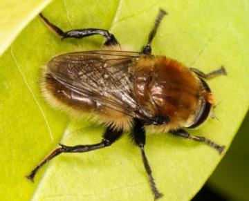 Merodon equestris 2 Copyright: Peter Harvey