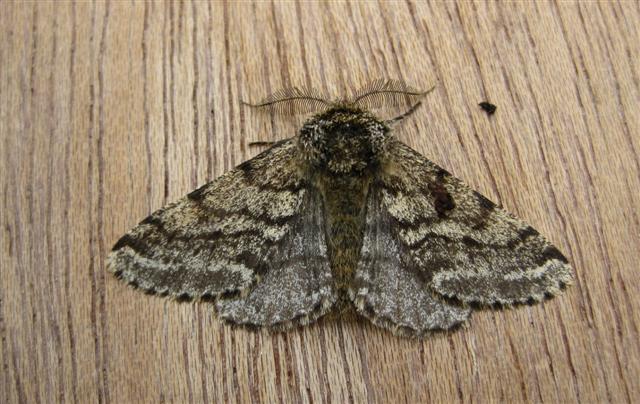 Brindled Beauty. Copyright: Stephen Rolls