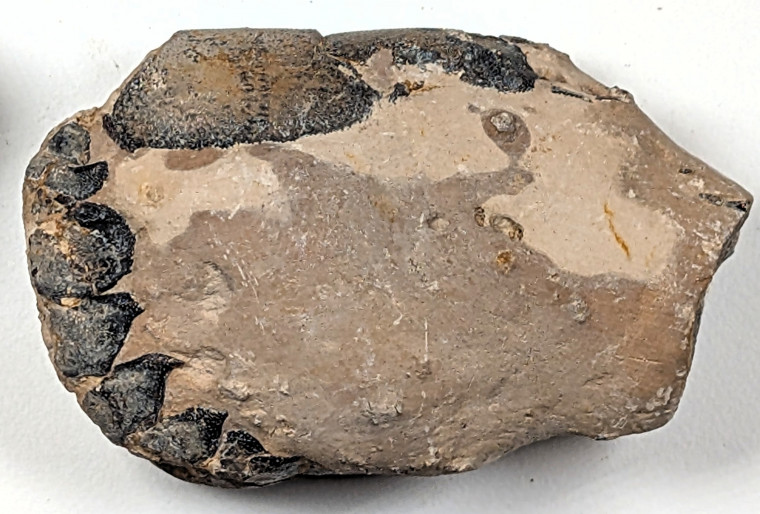 Chigwell Fossil Lobster Hoploparia gammaroides London Clay M11 Copyright: William George