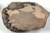 Chigwell Fossil Lobster Hoploparia gammaroides London Clay M11  