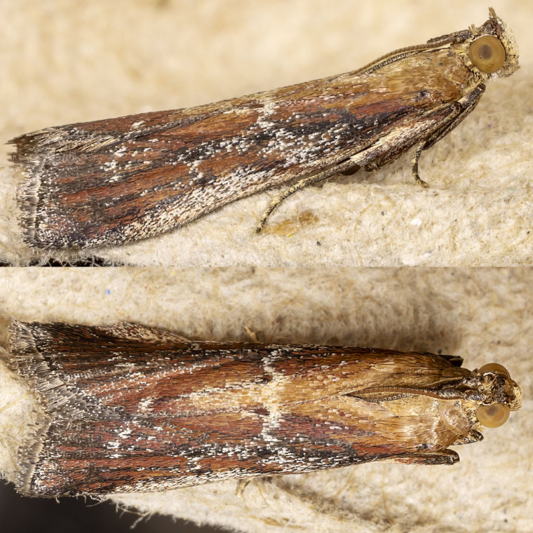 Marjoram Knot-horn (Uncinus obductella) 12-07-2025 Copyright: Bill Crooks