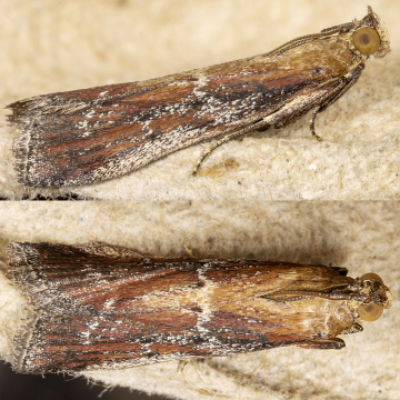 Marjoram Knot-horn (Uncinus obductella) 12-07-2025 Copyright: Bill Crooks