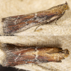 Marjoram Knot-horn (Uncinus obductella) 12-07-2025