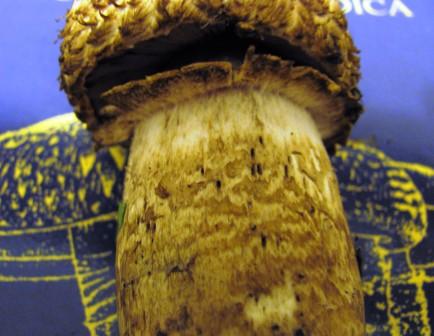 Agaricus lanipes - details of stem Copyright: Graham Smith