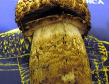 Agaricus lanipes - details of stem Copyright: Graham Smith