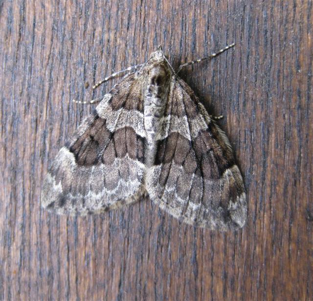 Spruce Carpet. Copyright: Stephen Rolls