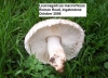 Leucoagaricus barssii 2 