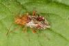 Rhopalus subrufus 