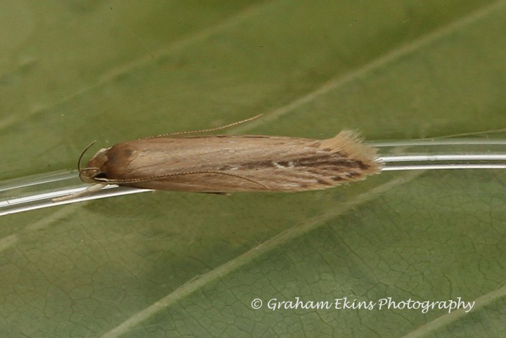 Limnaecia phragmitella Copyright: Graham Ekins