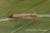 Limnaecia phragmitella 