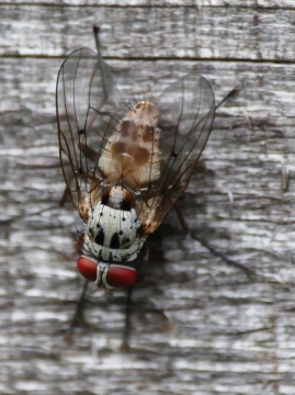 Helina sexmaculata 2 Copyright: Rosemary Stephens