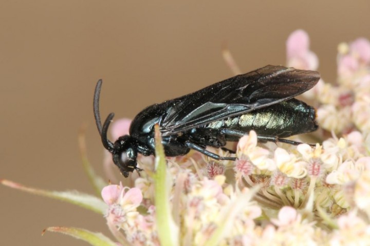 Arge gracilicornis Copyright: Peter Harvey