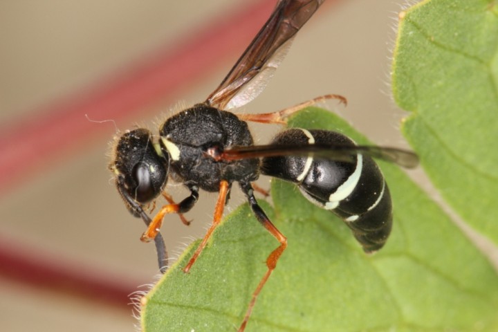 Odynerus melanocephalus Copyright: Peter Harvey