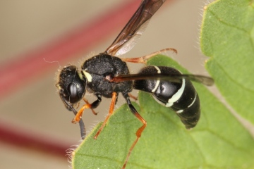 Odynerus melanocephalus Copyright: Peter Harvey