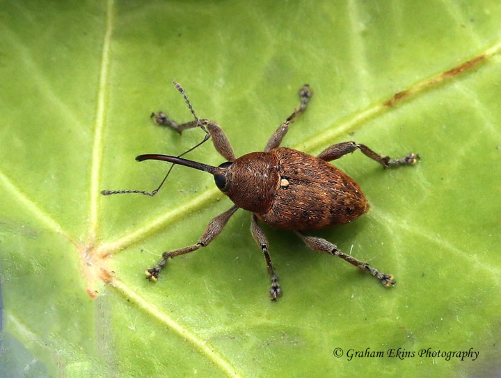 Curculio glandium (Acorn Weevil) Copyright: Graham Ekins