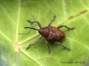 Curculio glandium (Acorn Weevil) 